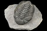 Pedinopariops Trilobite - Mrakib, Morocco #126329-2
